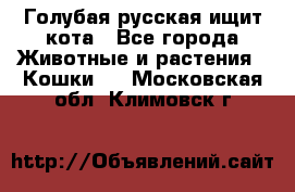 Голубая русская ищит кота - Все города Животные и растения » Кошки   . Московская обл.,Климовск г.